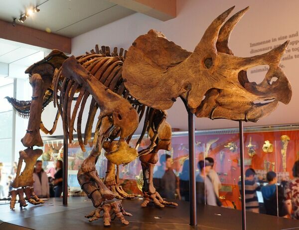 Triceratops skeleton Natural History Museum of Los Angeles County. Photo: Allie Caulfield